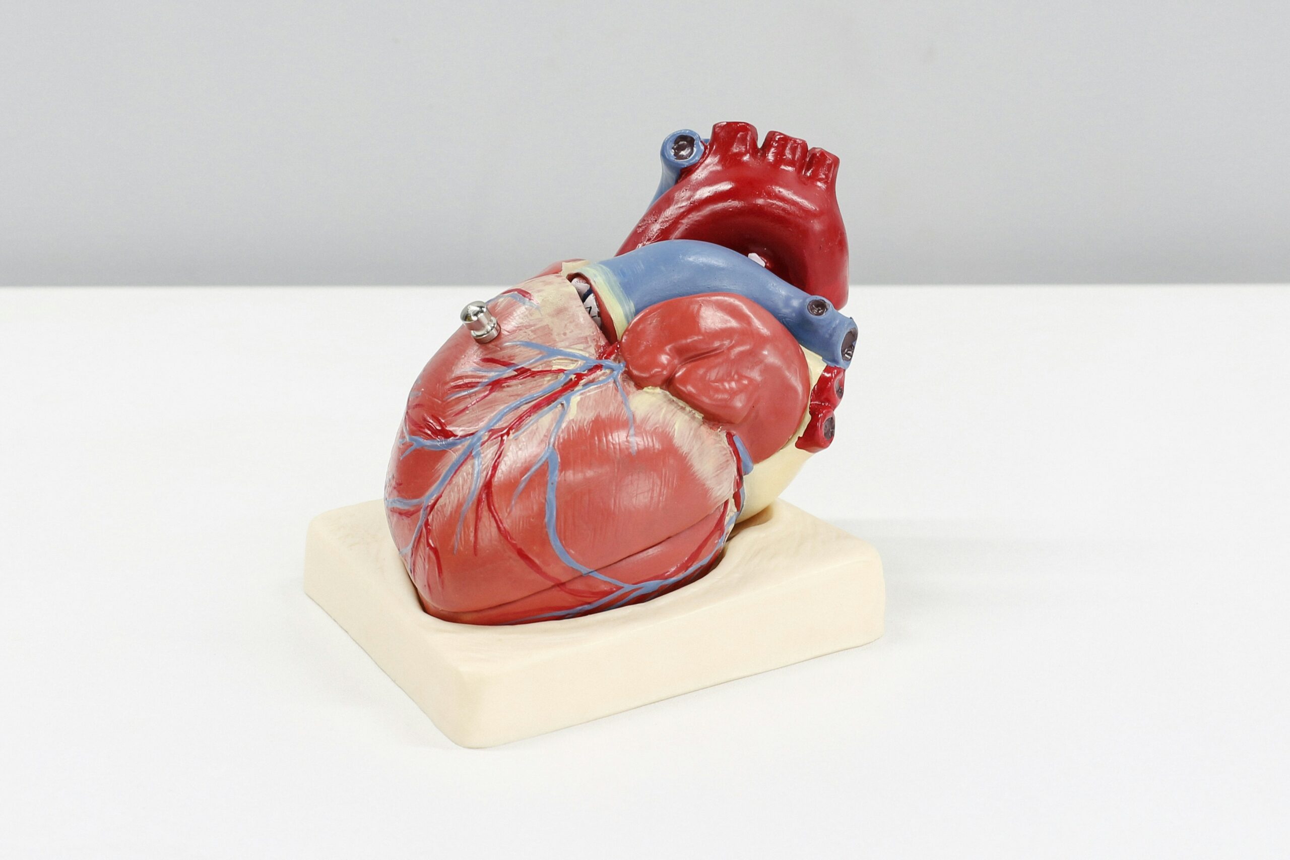 an anatomical plastic model of the human heart